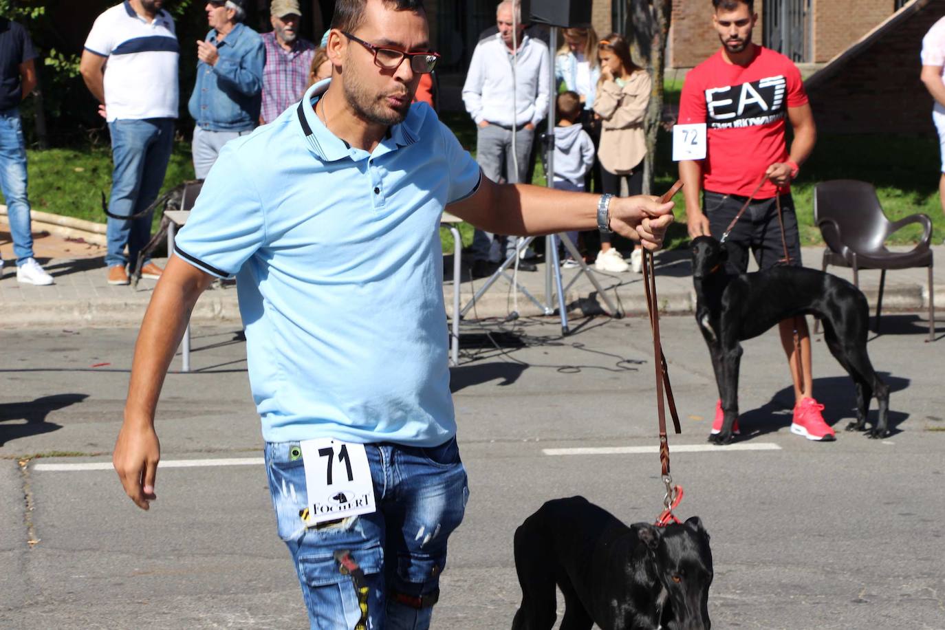 El galgo español más perfecto se cita en Peñaranda