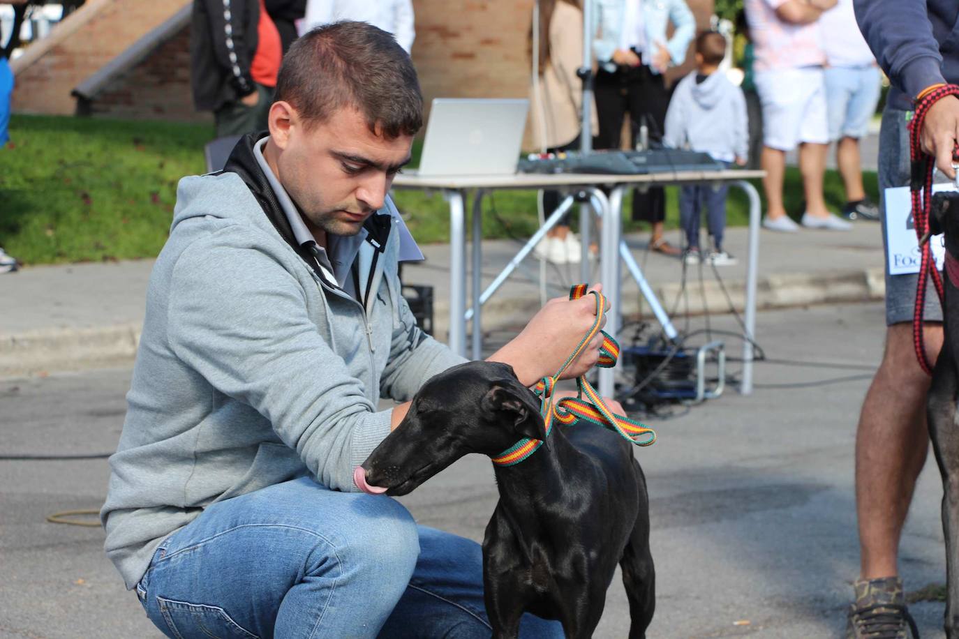 El galgo español más perfecto se cita en Peñaranda