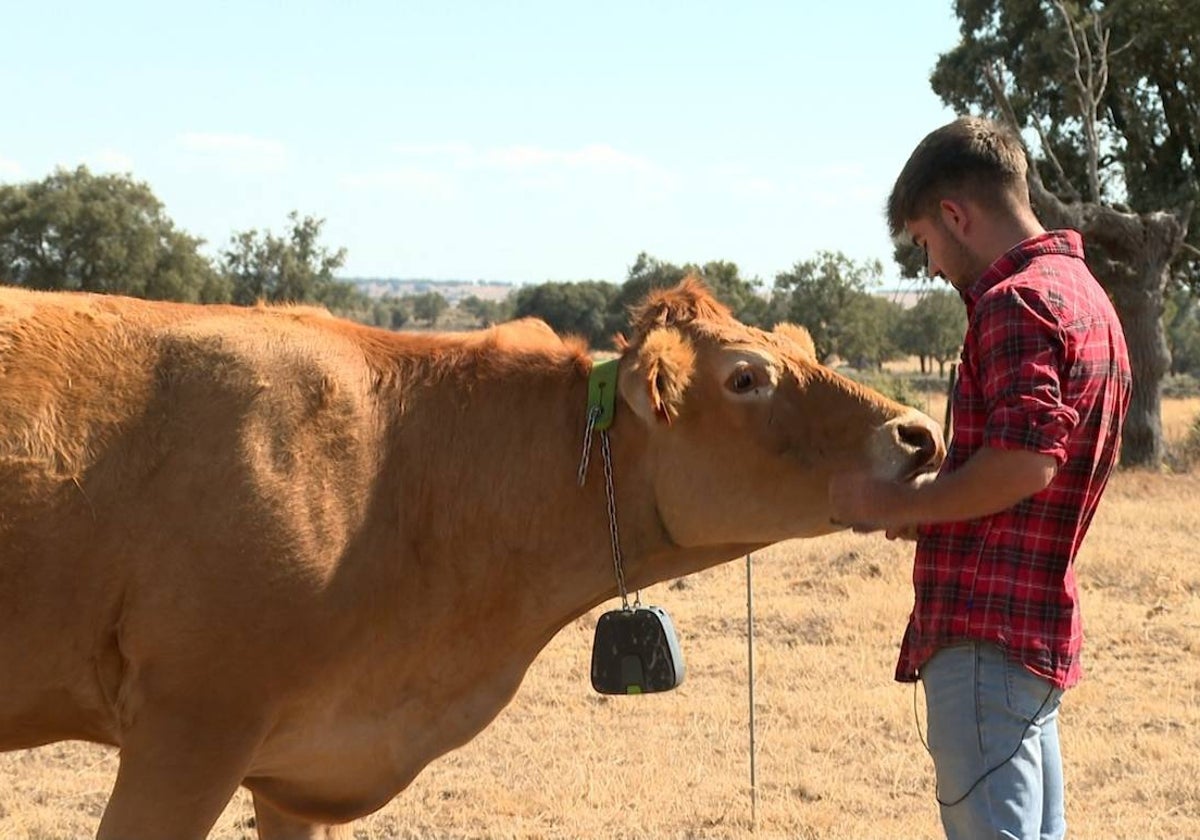 Jesús Rodríguez junto a una de sus vacas, que lleva el collar que funciona con energía solar.