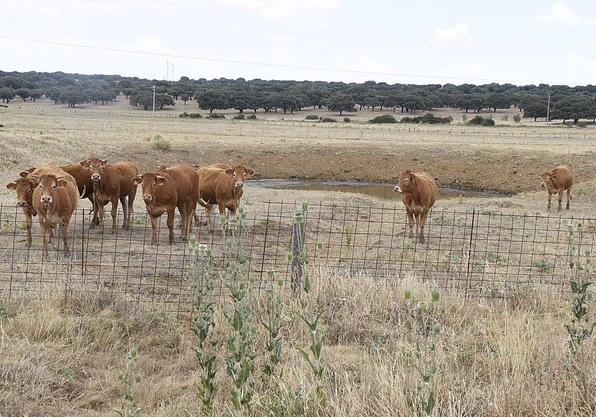 Vacas junto a una charca