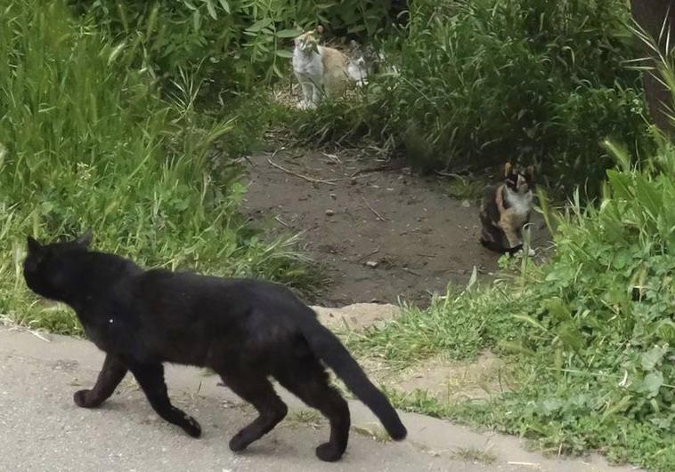 Los vecinos de un pueblo zamorano denunciados por «destrozar gatos» con perros y escopetas