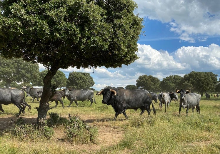 Espectaculares ejemplares de raza Morucha en el campo.