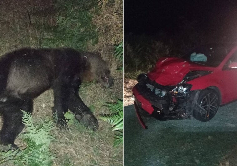 Muere un oso atropellado por un vehículo en Asturias