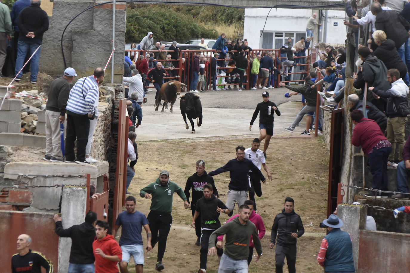 Fulminante último encierro de Pereña de la Ribera