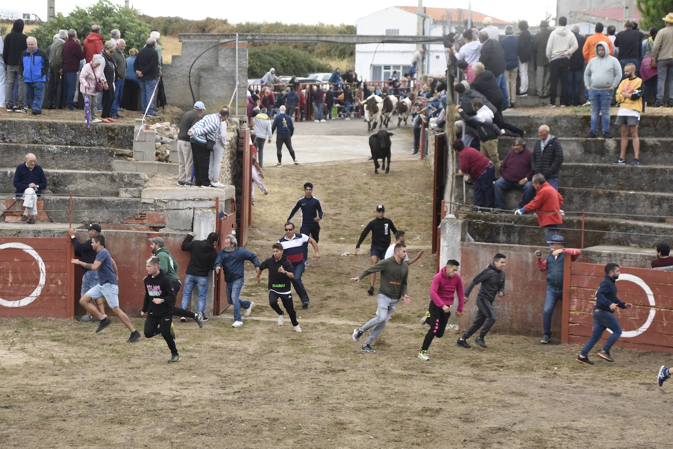 Fulminante último encierro de Pereña de la Ribera