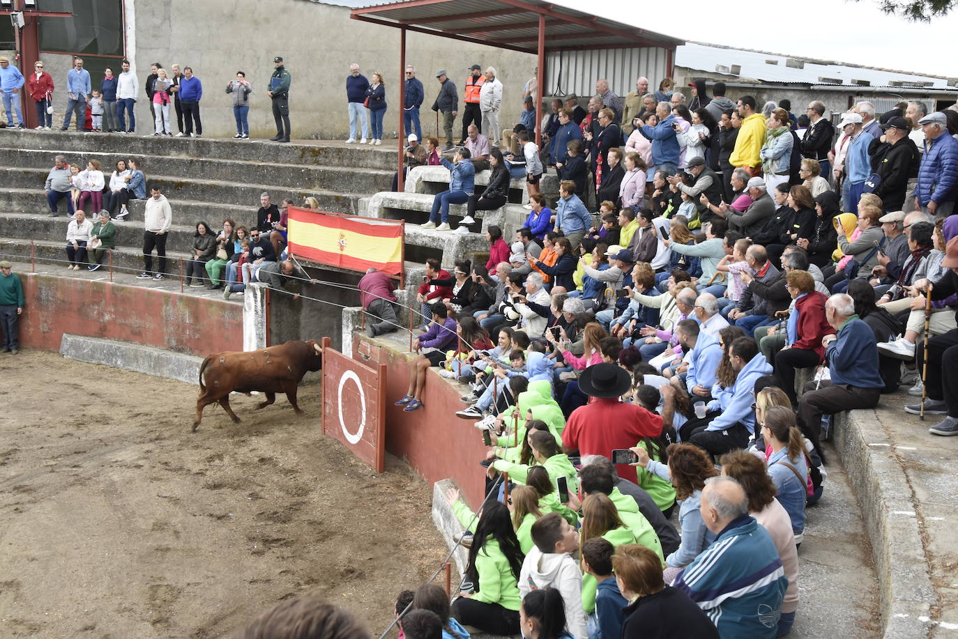 Fulminante último encierro de Pereña de la Ribera