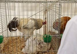 Pareja de la raza bahama, en la nave de aviar.