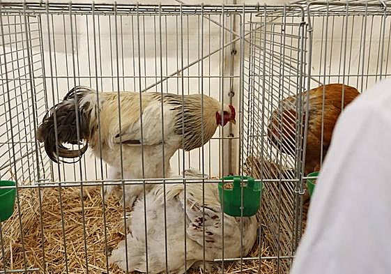 Pareja de la raza bahama, en la nave de aviar.