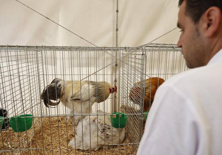 El gallo 'drag queen' que triunfa en Salamaq