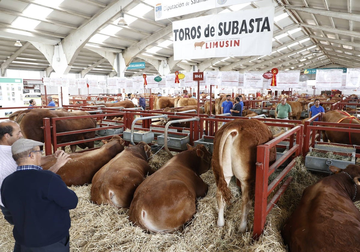 Los toros de limusín que se subastan mañana.