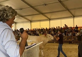 Toro charolés adjudicado por 5.600 euros.
