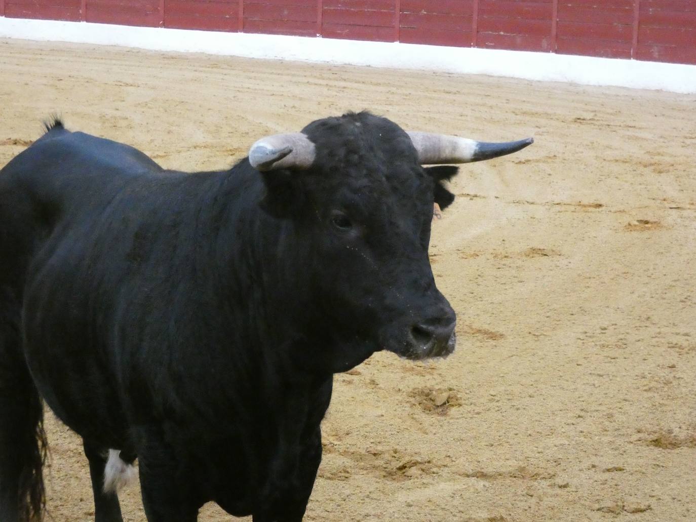 Tarde de riesgo y valentía en el concurso de recortes de Villoria