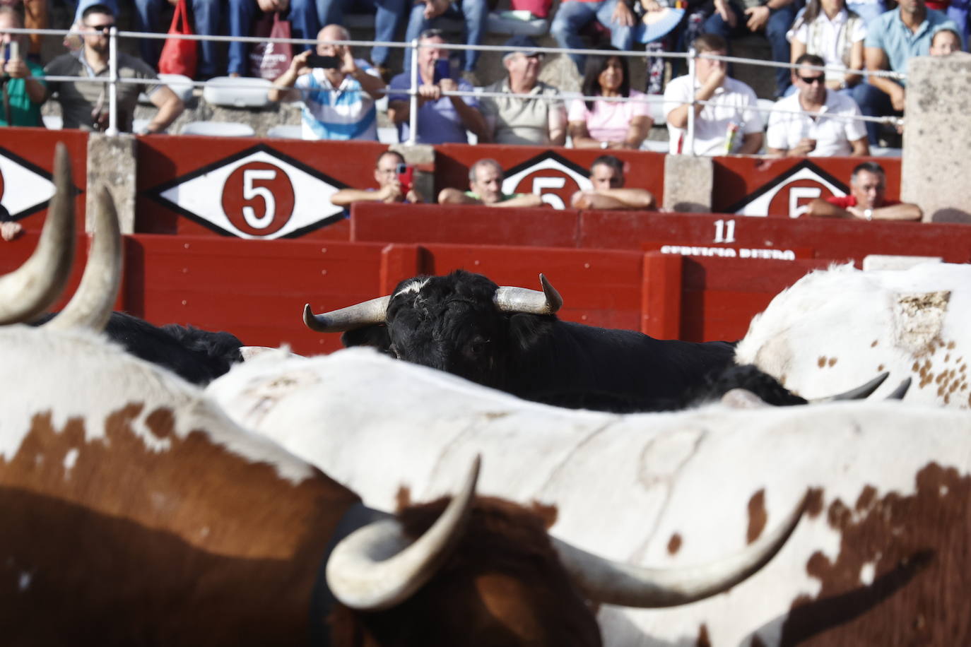 El Puerto y Vellosino sacan nota en el desenjaule