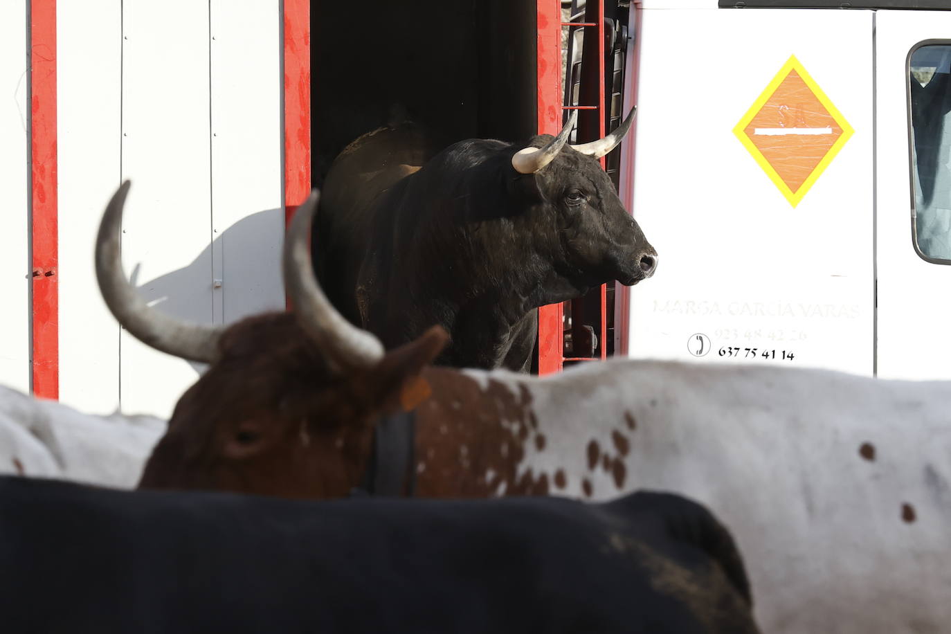 El Puerto y Vellosino sacan nota en el desenjaule