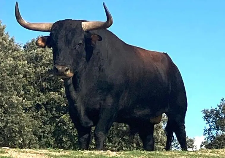 Una imagen de archivo de un toro.