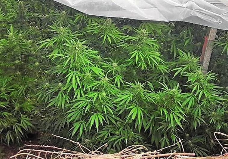 Una plantación de Marihuana.