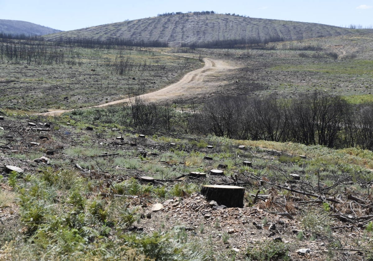 Una de las zonas afectadas por el incendio de Monsagro que calcinó más de 8.600 hectáreas en julio de 2022.