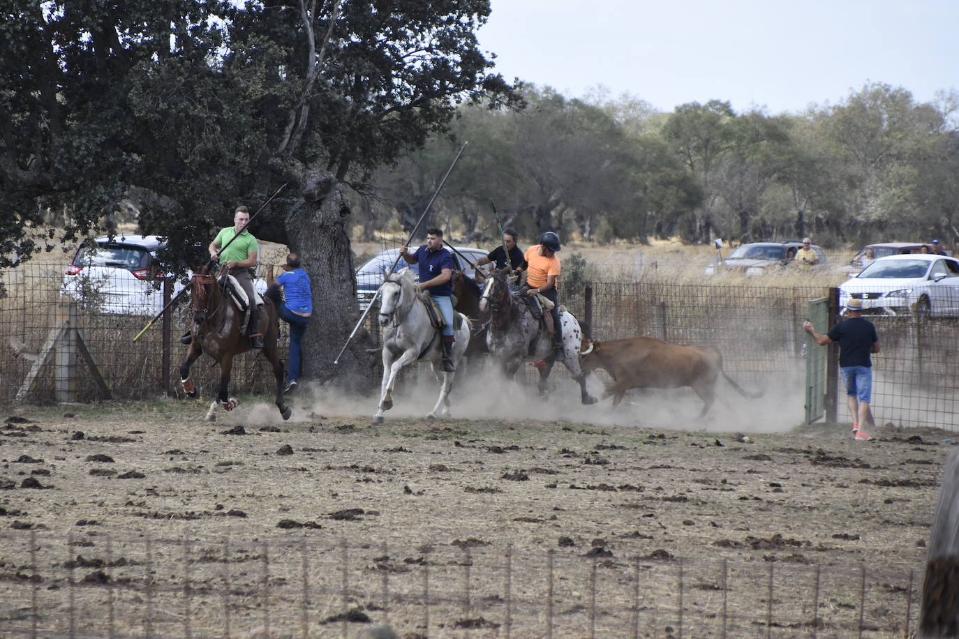 Encierro con caballos y una vaquilla díscola