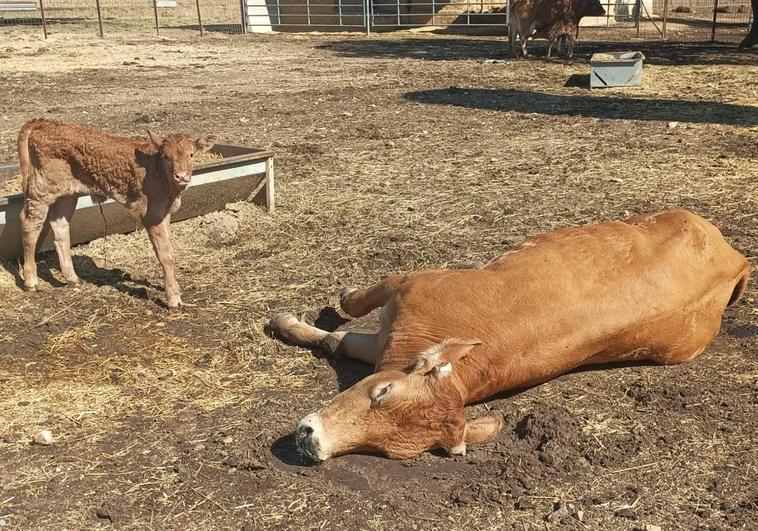 Una vaca muerta por la EHE y su hija