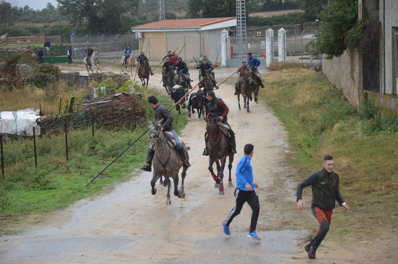 Tres encierros a caballo en uno en Barruecopardo