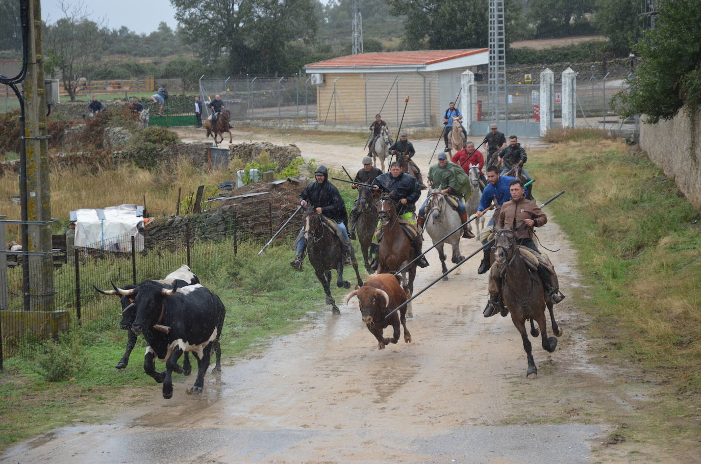 Tres encierros a caballo en uno en Barruecopardo