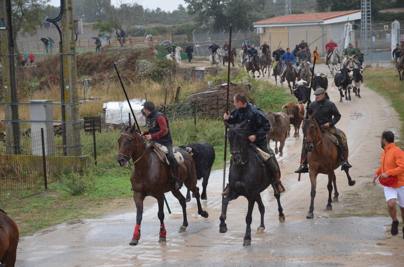 Tres encierros a caballo en uno en Barruecopardo