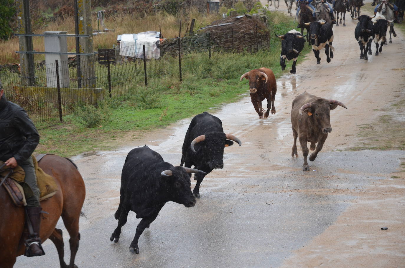 Tres encierros a caballo en uno en Barruecopardo