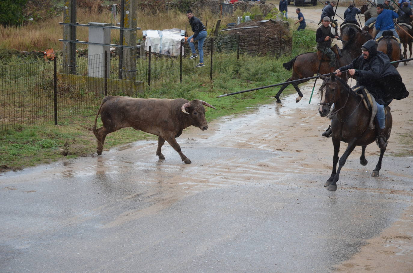 Tres encierros a caballo en uno en Barruecopardo