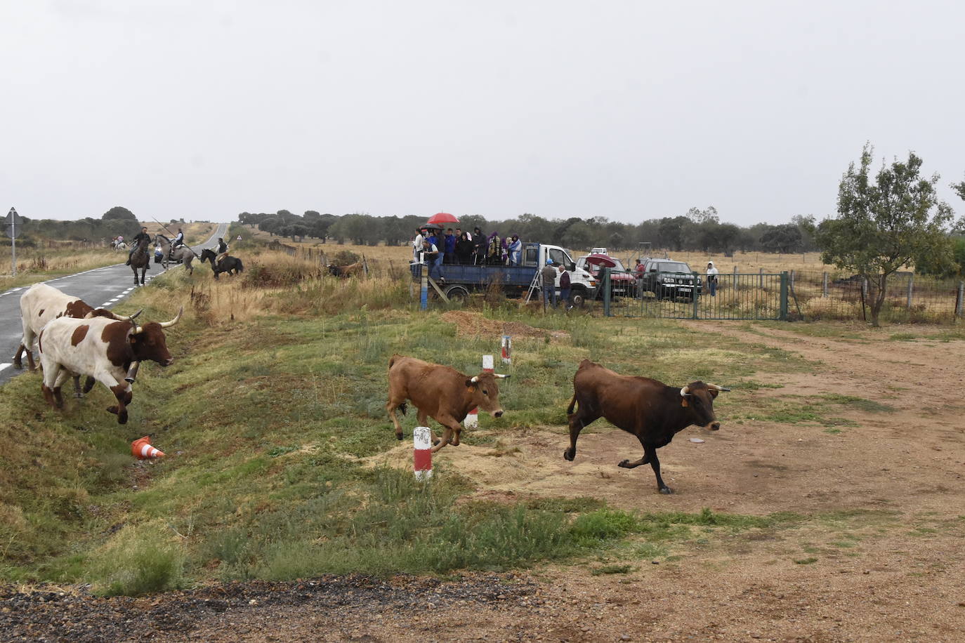 El agua no espanta ni a público ni a vacas en Aldehuela de Yeltes