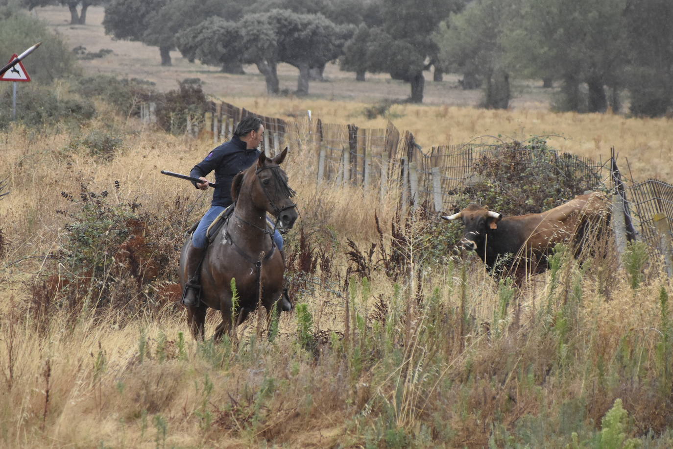 El agua no espanta ni a público ni a vacas en Aldehuela de Yeltes