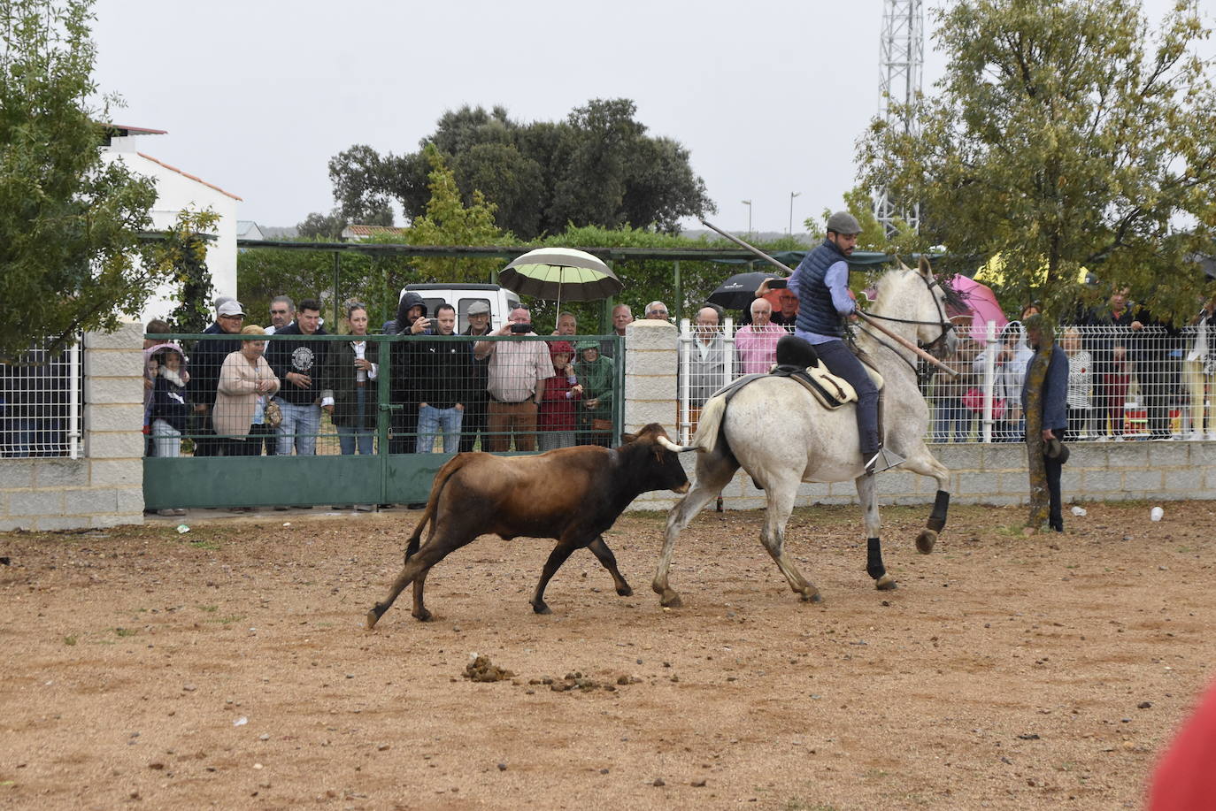 El agua no espanta ni a público ni a vacas en Aldehuela de Yeltes