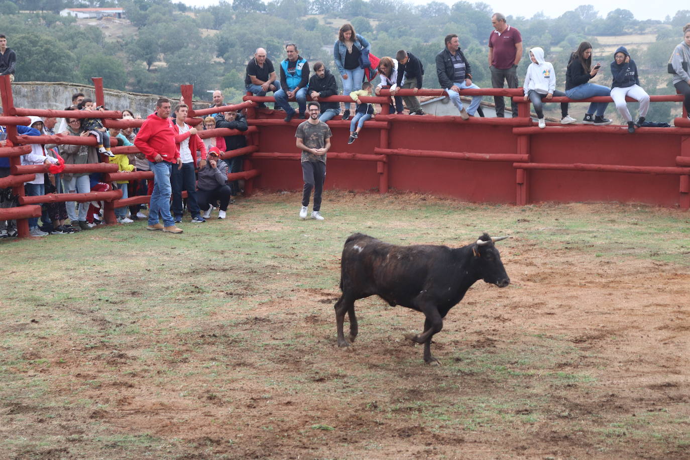 La lluvia no puede con las vaquillas de Colmenar de Montemayor