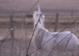 Roberto Brasero 'confirma' el avistamiento de un unicornio en Alba de Tormes