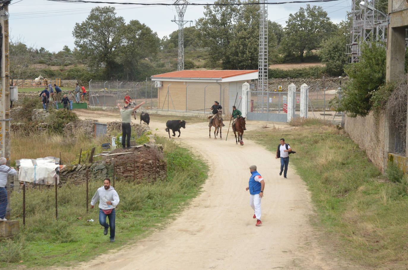 Novillo a la fuga en Barruecopardo