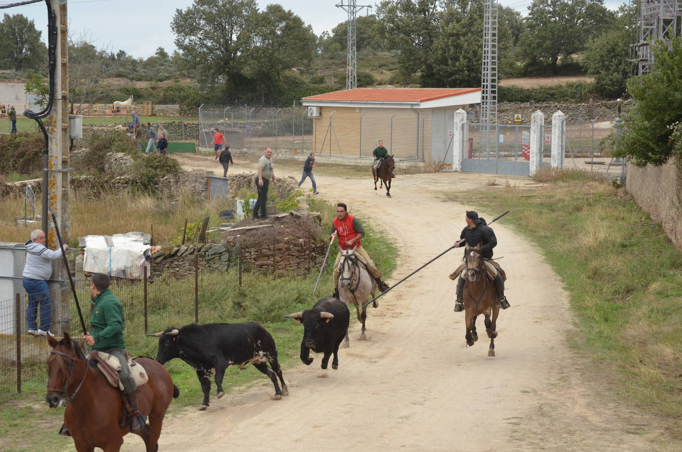 Novillo a la fuga en Barruecopardo