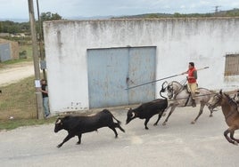 Encierro a caballo en el último día de fiestas de Barruecopardo