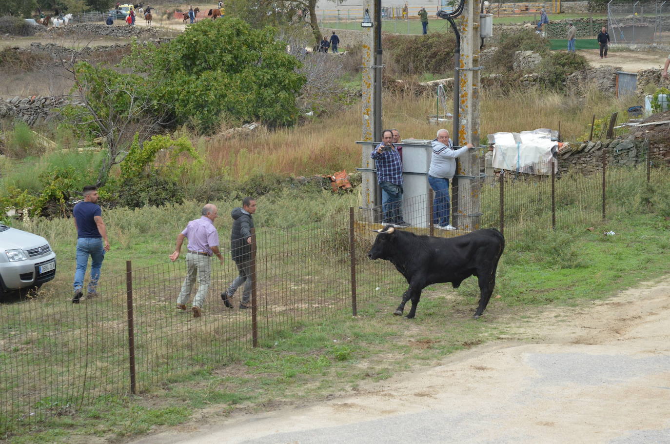 Novillo a la fuga en Barruecopardo