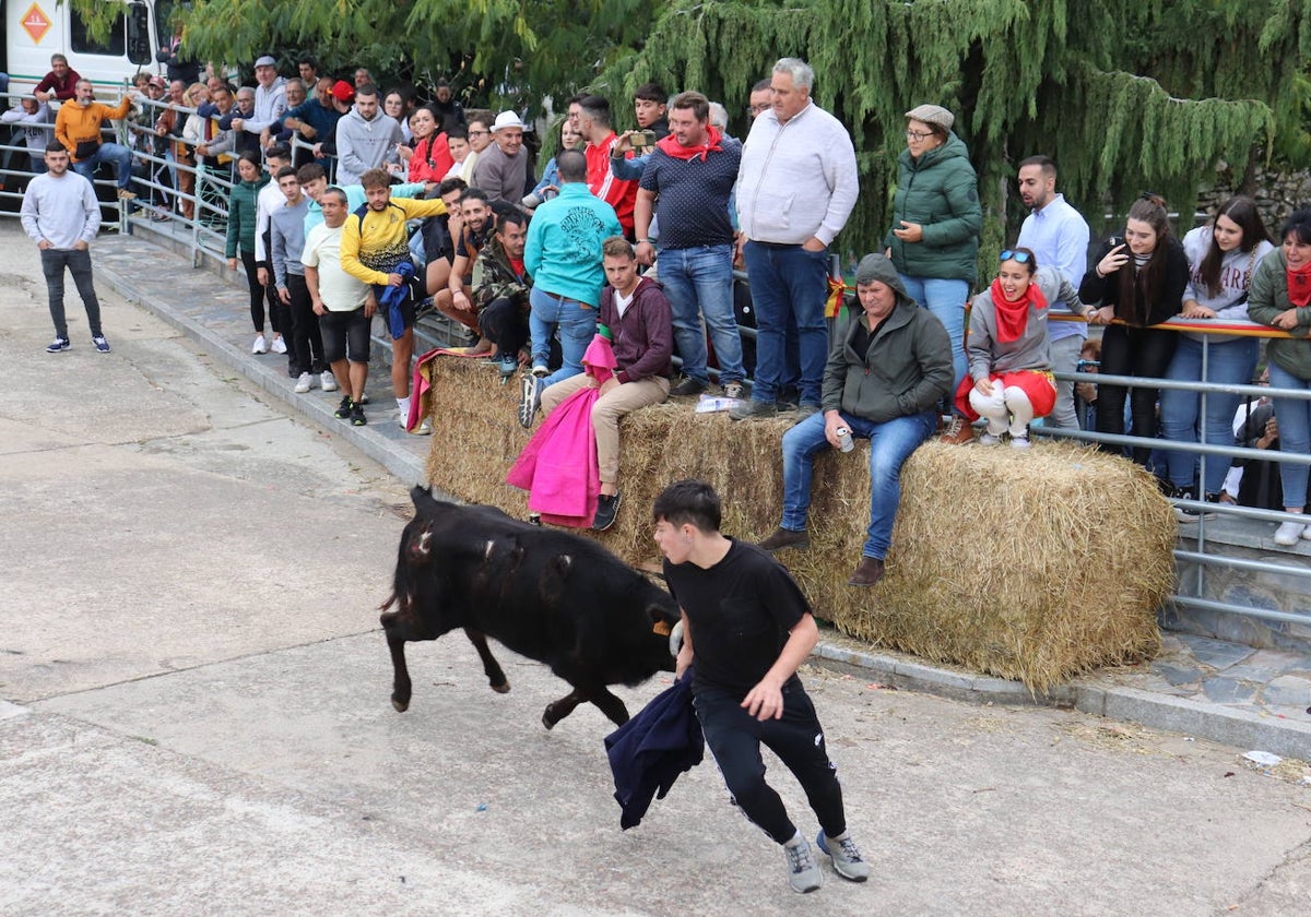 Cristóbal llena en la vuelta de las vaquillas a sus fiestas