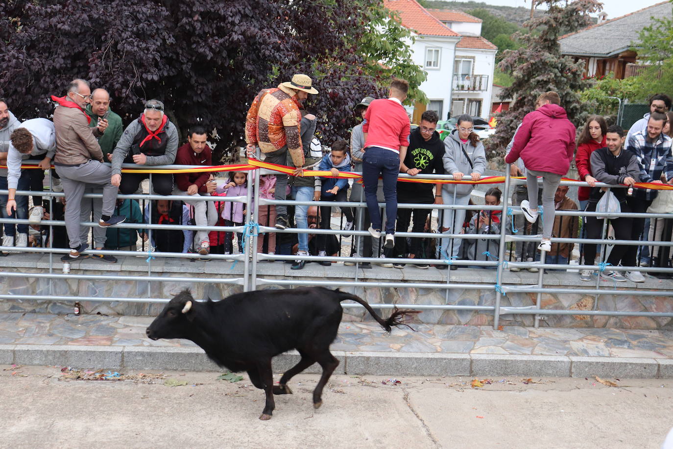 Cristóbal llena en la vuelta de las vaquillas a sus fiestas