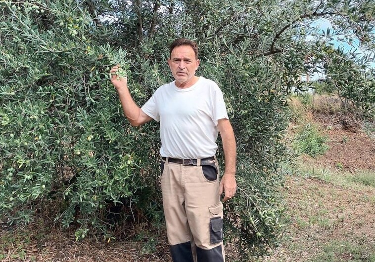 El aceite de oliva a precio de oro y aceitunas sin recoger en la Sierra de Francia
