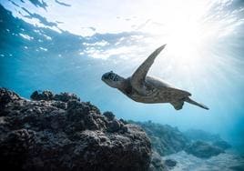 El cambio climático hará que todas las tortugas nazcan siendo hembra