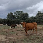 Una vaca con dificultades respiratorias enferma de EHE en una explotación de Olmedo de Camaces.