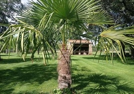 Zona verde de las piscinas de Alba de Yeltes