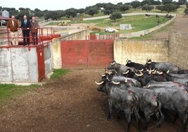 Vacas moruchas de «Castro Enríquez».