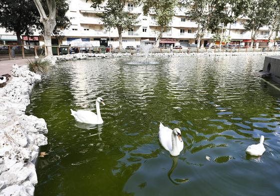 Agua verde en el estanque de la Alamedilla