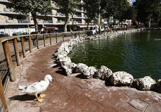 ¿Por qué está verde el agua del estanque de La Alamedilla?