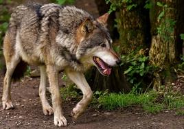 Los ataques del lobo siguen causando estragos en Salamanca