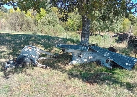 Imagen secundaria 1 - La cabaña ganadera sufre las graves consecuencias de la EHE