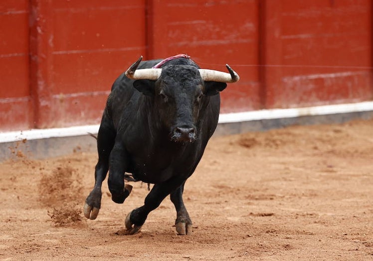 CARAMELO (Hermanos García Jiménez) Nº 19, de 486 kilos Negro, nacido en abril de 2019. Se empleó con clase y entega desde el saludo capotero. Apenas castigaron en el encuentro con el caballo y en la muleta desbordó prontitud, fijeza, entrega y dulzura en las embestidas. Un toro de ensueño al que desorejó Sebastián Castella.