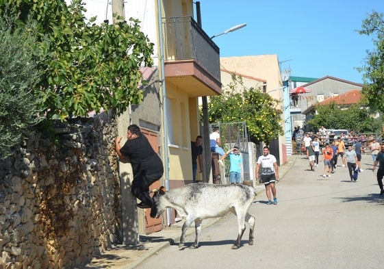 Una vaquilla embiste a uno de los jóvenes en Cabeza del Caballo